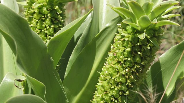 Macro tilt up: Pineapple flower bulb tops with new bulblet mini plant