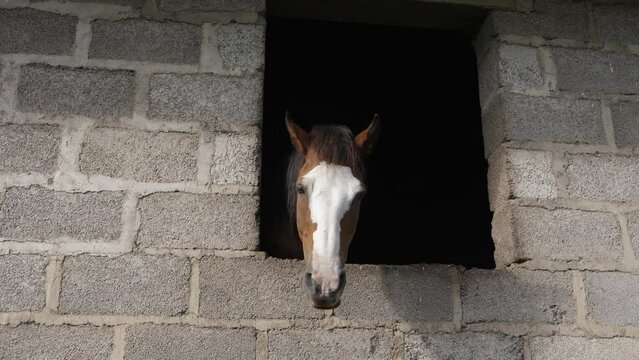 Beautiful horse looks through window in dark cinder block stable