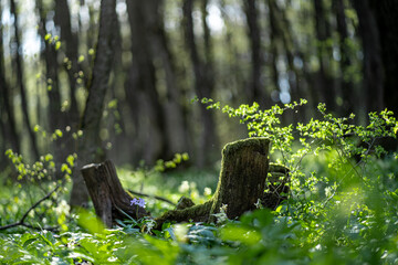 Old stump in the thicket forest in spring