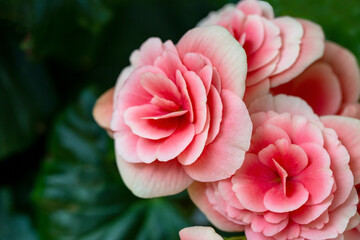 Blooming begonia elatior of the Borias variety. Floriculture, hobby, green home.