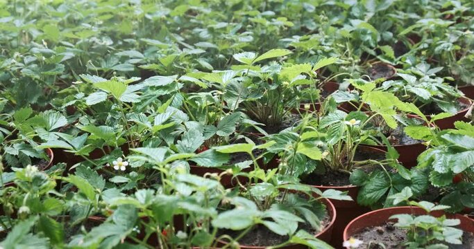 Close up, strawberries pots in greenhouse, shop. Rows of strawberry bushes seedlings with berries in agriculture farm. Fresh, green plants ready to growing in field plantation. Organic cultivation