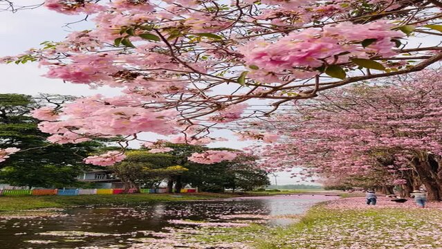 Pink trumpet tree  or tabebuia rosea fall from the tree into the river.