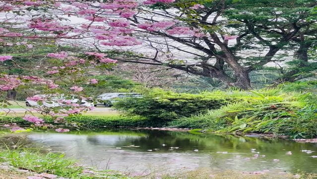 Pink trumpet tree  or tabebuia rosea fall from the tree into the river.