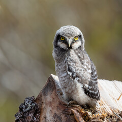 Northern hawk owl
