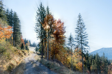 Herbstwald im Gegenlicht, Sonnenstrahlen, Sonne, Herbstlaub, farbenfroh, Weg, Wanderweg, Natur,...