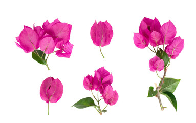 Blooming branch, flowers and inflorescence of bougainvillea isolated on white background. Element...