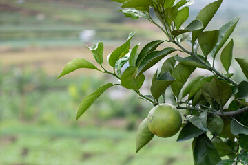 Green oranges on a stalk