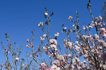 彬姫桜