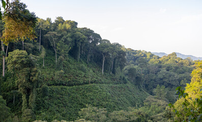 Views over Nyungwe National park in Rwanda