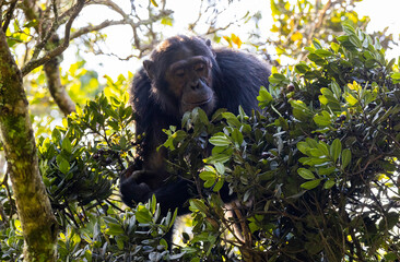 Chimpanzee sitting in a tree in natural habitat within the volcanic central Africa region