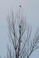 Birds in the trees against the background of blue sky