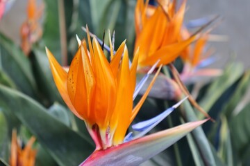 orange flower in the garden