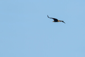 Raptor flying through the blue sky