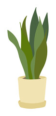 Green natural plant potted illustration in the garden at home. A plant from tropical regions, it is a decoration for home interiors.