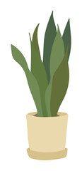 Green natural plant potted illustration in the garden at home. A plant from tropical regions, it is a decoration for home interiors.
