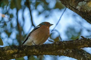 Brightly bird perched on leafless branch in autumn