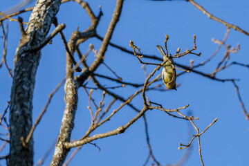 Brightly bird perched on leafless branch in autumn