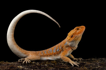 Bearded Dragon Hypo closeup on isolated background
