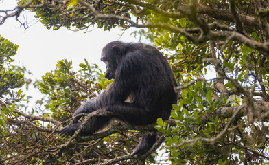 Chimpanzee sitting in a tree in natural habitat within the volcanic central Africa region
