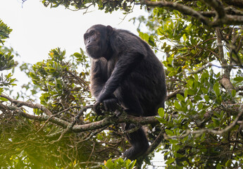 Chimpanzee sitting in a tree in natural habitat within the volcanic central Africa region