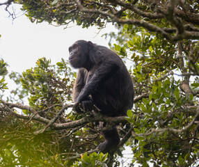 Chimpanzee sitting in a tree in natural habitat within the volcanic central Africa region