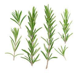 Top view of Rosemary isolated on white background. Fresh BIO herbs.