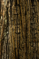 Obraz premium Close Up of Bark On Tree In Yosemite Valley