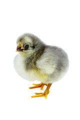 Tiny gray chicken