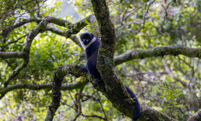 L'Hoest's monkey on tree branch looking at camera in central African forest reserve