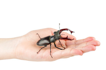 Male stag beetle crawl over human palm isolated on white background