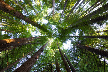 vista de sección baja de árboles bajos en bosque