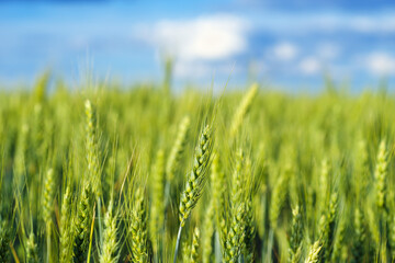 Field with green ears of unripe wheat with blue sky on horizon. Close-up