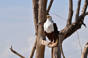 Fish Eagle in Ethiopia