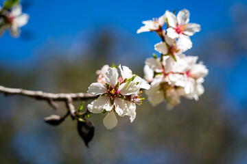 Close-up detail photo of an open white and pink blossom of an almond tree during almond blossom.