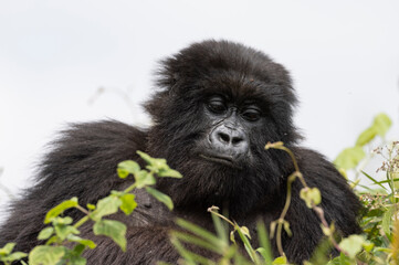 Female gorilla sitting in thick foliage in natural habitat