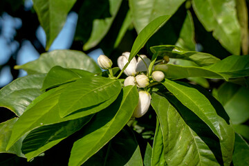 Delicate flowers of a blossoming orange tree close-up on a blurred background of green foliage