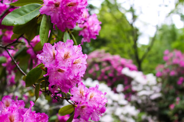 Obraz premium Blooming magnolia tree in spring park. Springtime in nature.