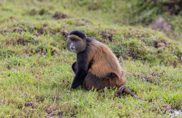 Golden Monkey in the Virunga volcanic mountains of central Africa