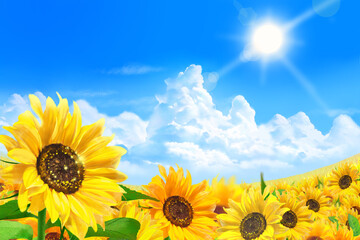 sunflower field in the summer