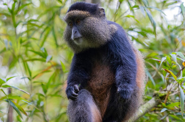 Golden Monkey in the Virunga volcanic mountains of central Africa