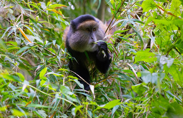 Golden Monkey in the Virunga volcanic mountains of central Africa