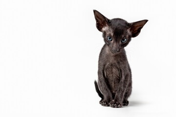 Oriental black kitten isolated on white background. Copy space