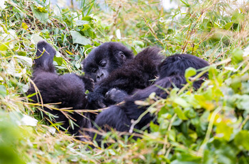 Juvenile gorillas playing in their natural habitat