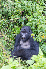 Silverback gorilla in natural habitat looking towards camera