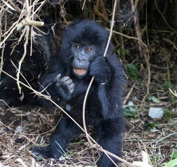 Young gorilla standing up looking at the camera in its natural habitat