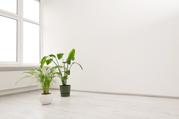 Empty renovated room with potted houseplants and windows. Space for text