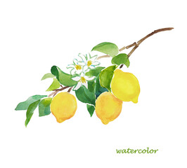 Lemon, lemon branch, lemon tree, lemons, citron , citrus , fruits, watercolor, fruit illustration