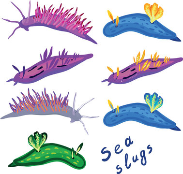 Set of sea slugs isolated on white background.	Aeolid nudibranchs and dorid nudibranchs.