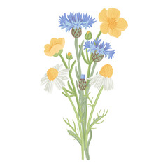 bouquet of blue cornflowers, yellow buttercups and wild chamomiles, field flowers, vector drawing wild plants at white background, floral elements, hand drawn botanical illustration