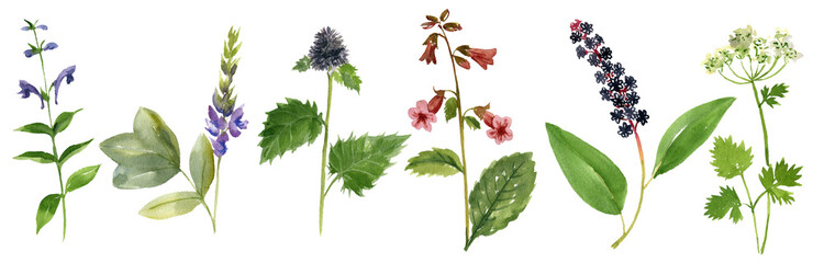 watercolor drawing plants oftraditional chinese medicine, Baikal skullcap, East Asian arrowroot, Chinese foxglove, costus root, Indian pokeweed and coastal hog fennel, hand drawn illustration